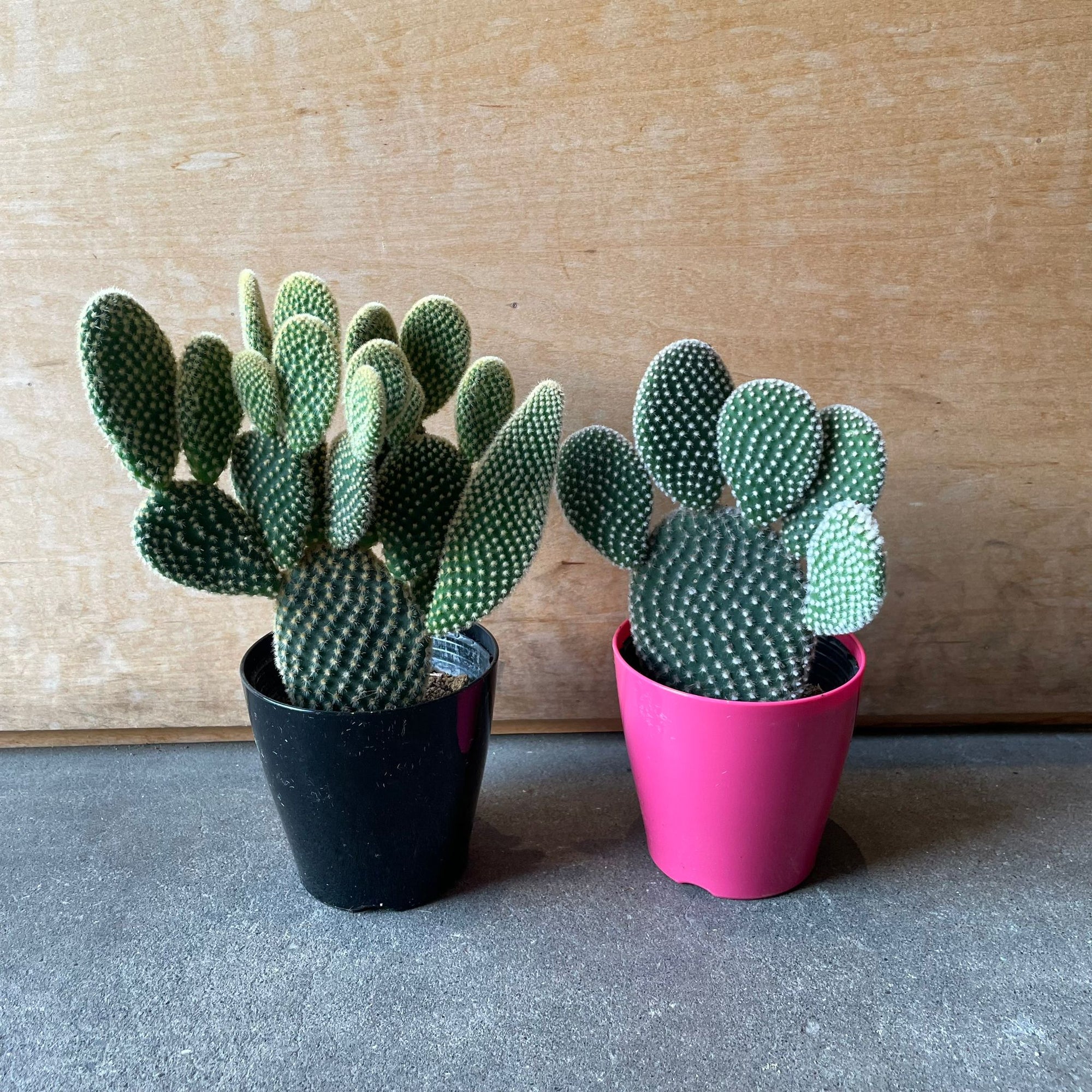 Bunny ears cactus (Opuntia microdasys) バニーカクタス