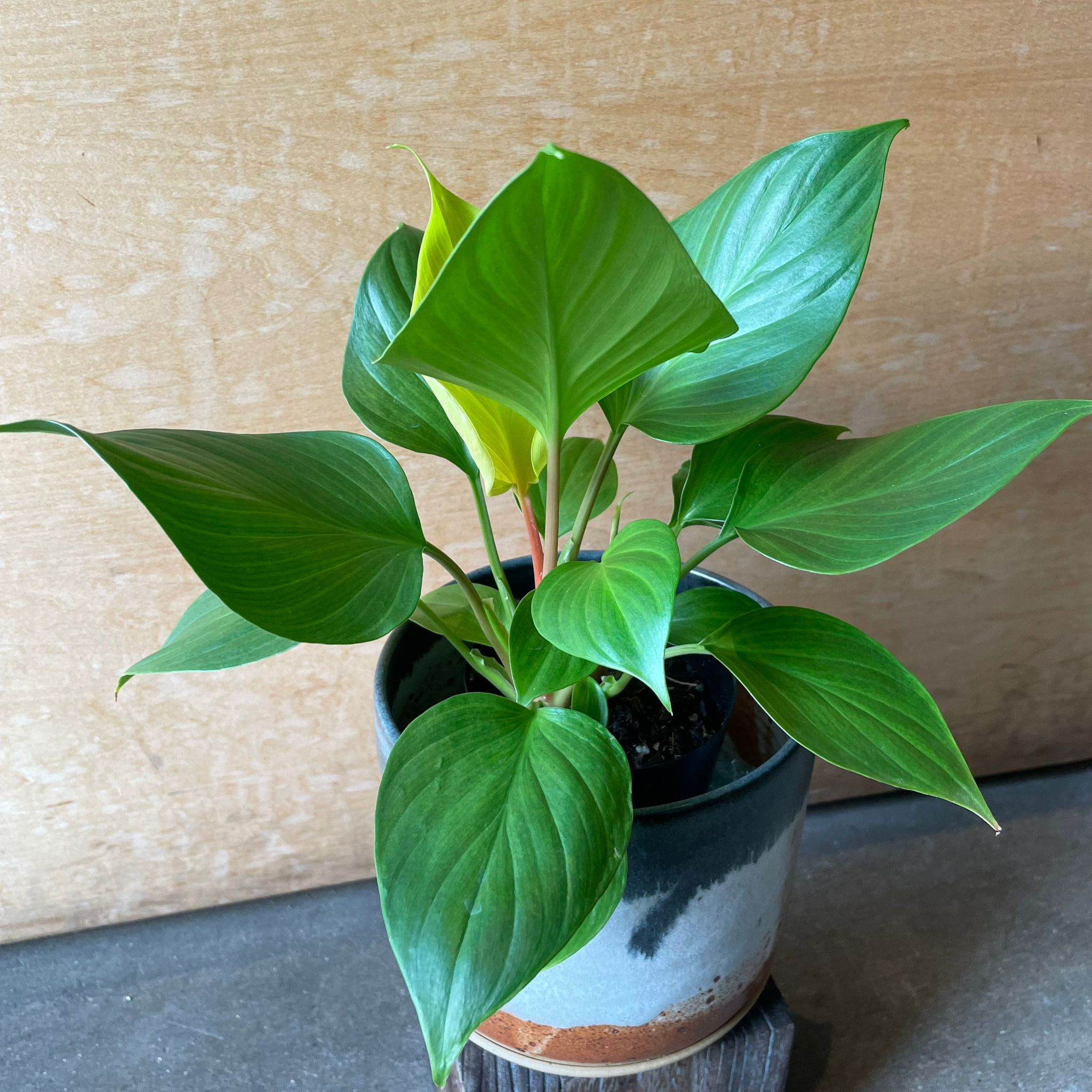Homalomena \u0027Lemon Lime\u0027 ホマロメナ レモンライム \u2013 THE PLANT