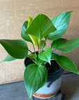 Homalomena 'Lemon Lime' ホマロメナ レモンライム