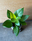 Homalomena 'Lemon Lime' ホマロメナ レモンライム