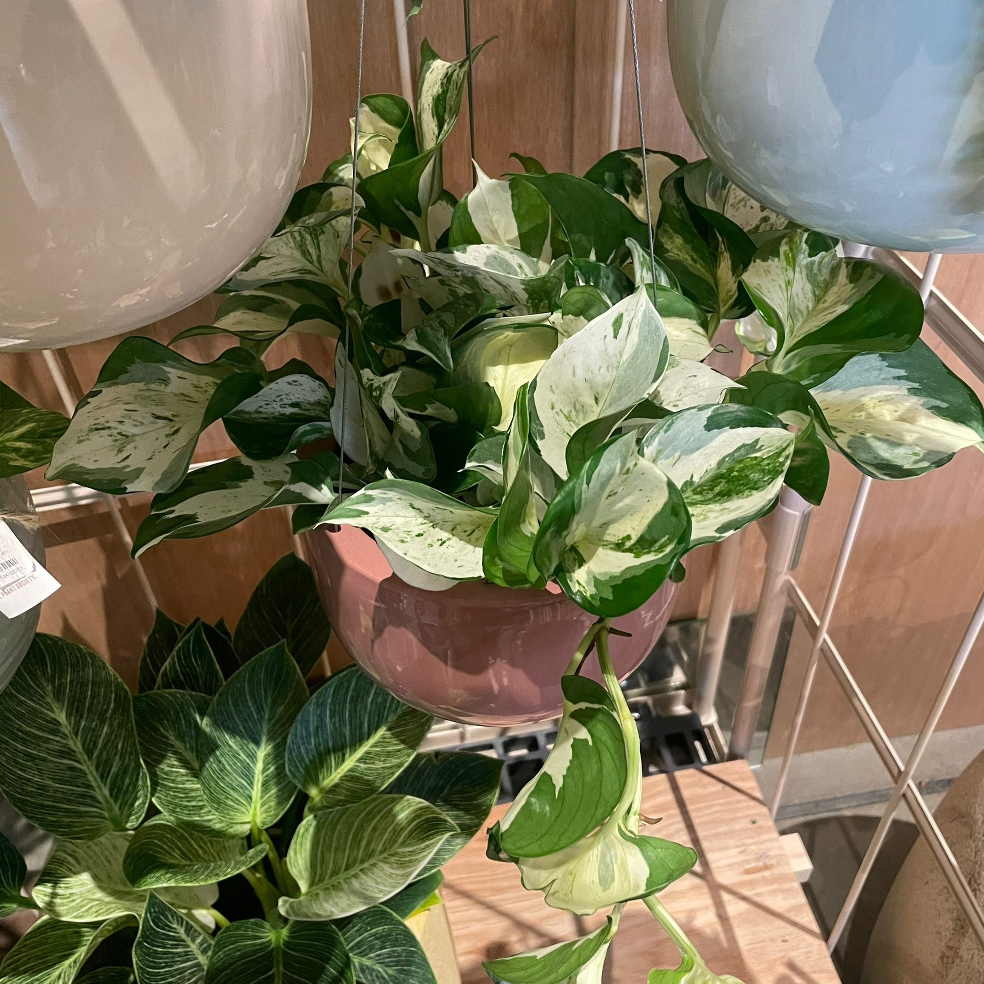 Pothos Status ポトス ステータス