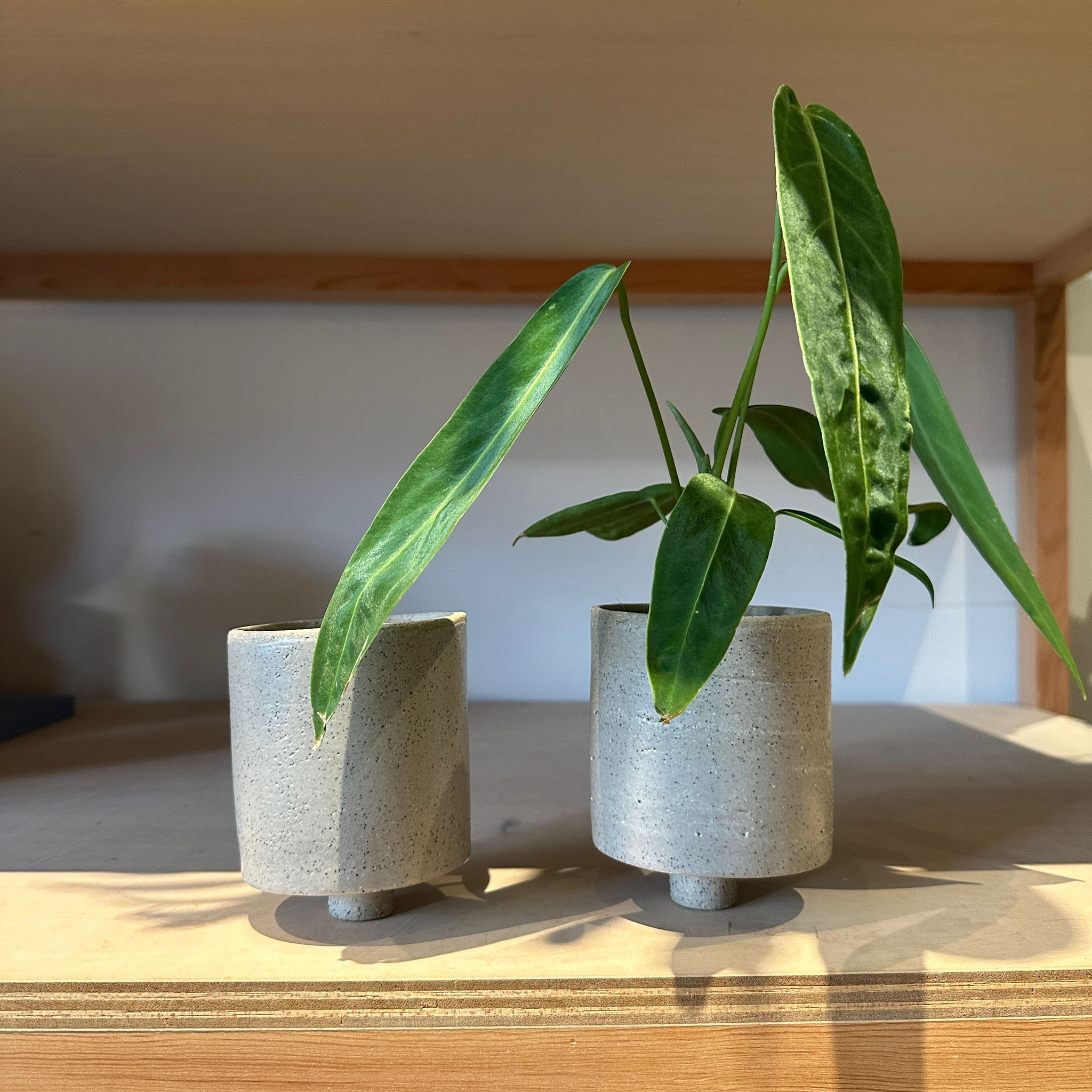 Pedestal Planter in Natural by Katie Cudal ペデスタルプランター