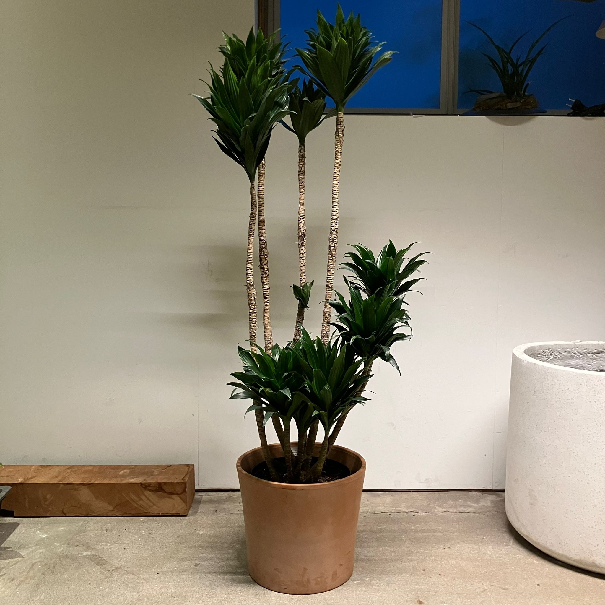ドラセナコンパクタ 極上品 Dracaena Compacta ドラセナコンパクタ I インドアプランツ I プラント