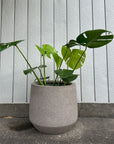 Fitzroy Planter  フィッツロイプランター
