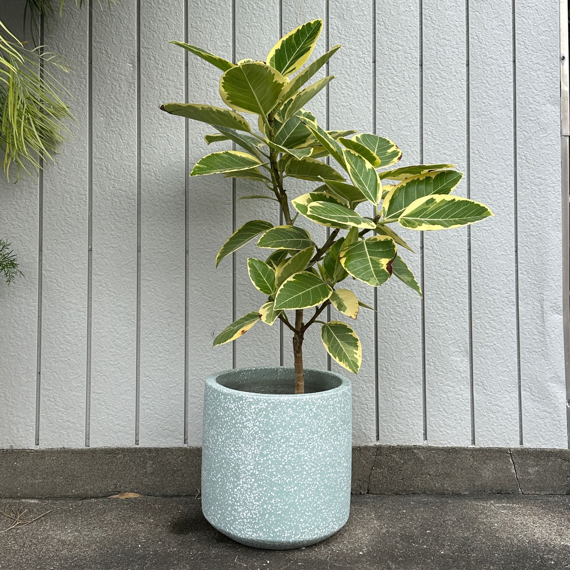 Windsor Planter  ウィンドソープランター