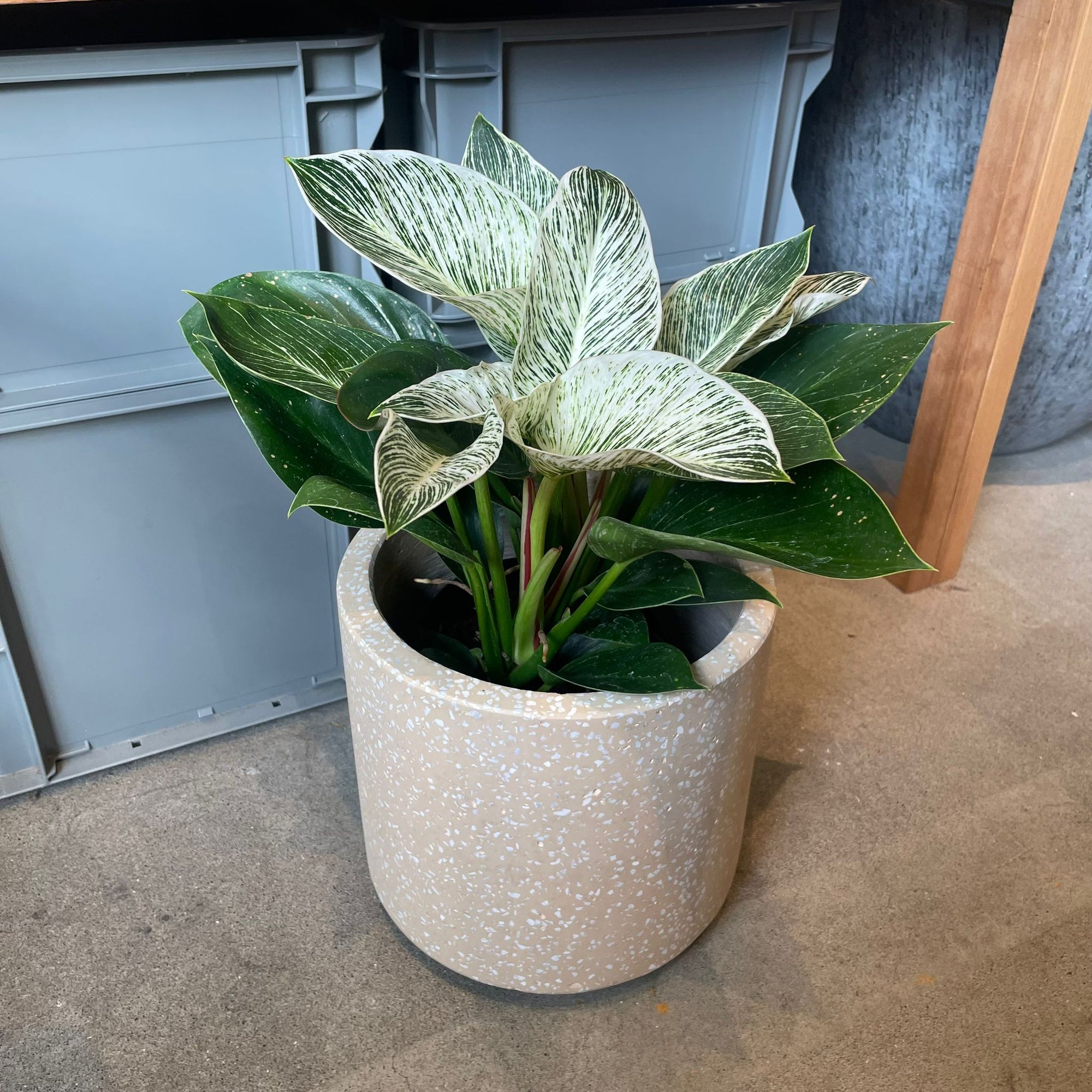 フィロデンドロン バーキン