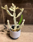 Euphorbia Lactea 'White Ghost' ユーフォルビア・ホワイトゴースト Size 4