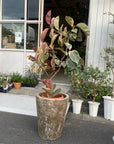 Variegated Rubber Plant (Ficus elastica 'Ruby') フィカス エラスティカ ルビー