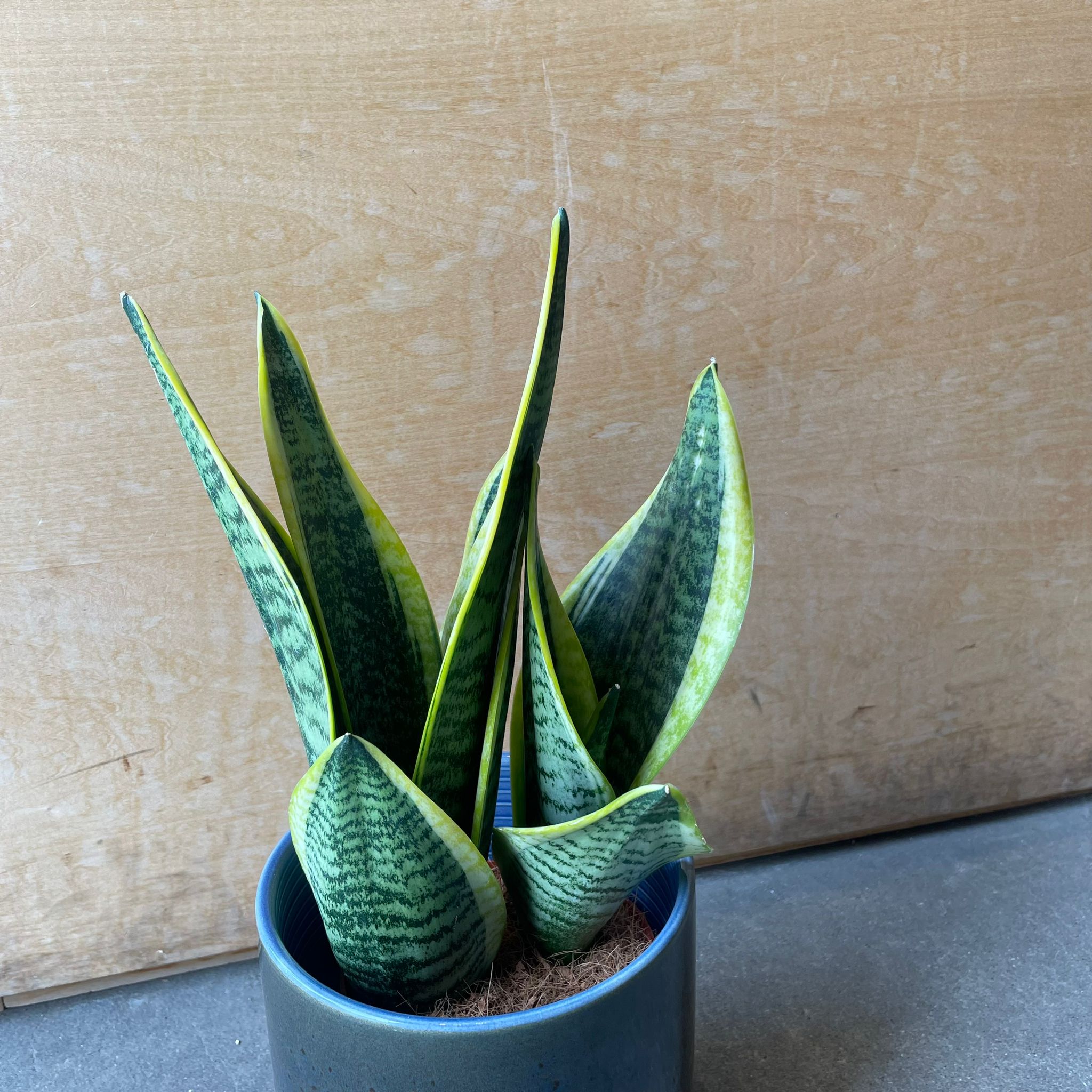 Snake Plant (Sansevieria) サンスベリア スパーバ I インドアプランツ