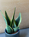 Snake Plant (Sansevieria) サンスベリア スパーバ