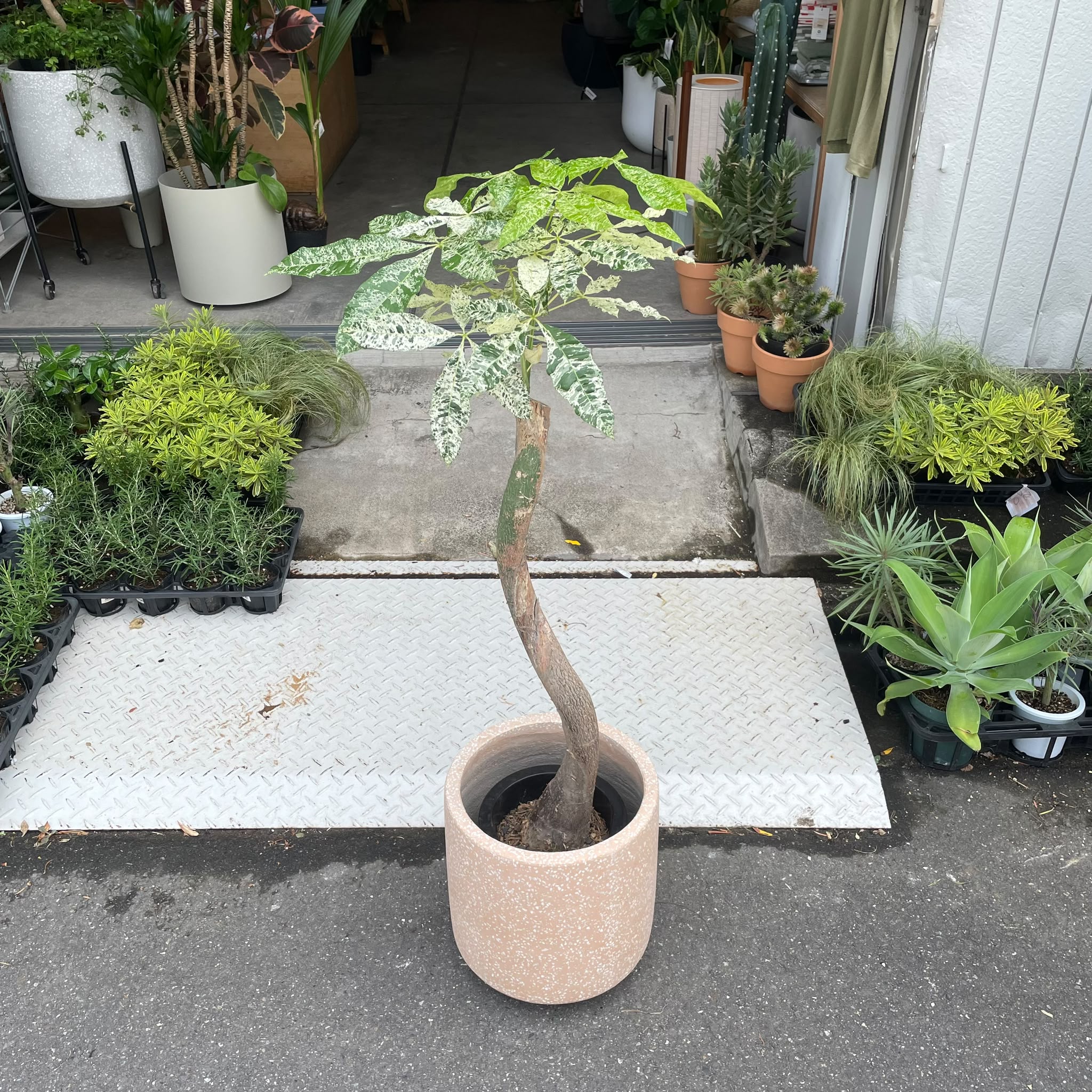パキラ ミルキーウェイ I インドアプランツ I プラントソサエティ