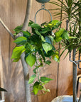 Philodendron 'Brasil' フィロデンドロン ブラジル