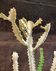 Euphorbia Lactea 'White Ghost' ユーフォルビア・ホワイトゴースト Size 4