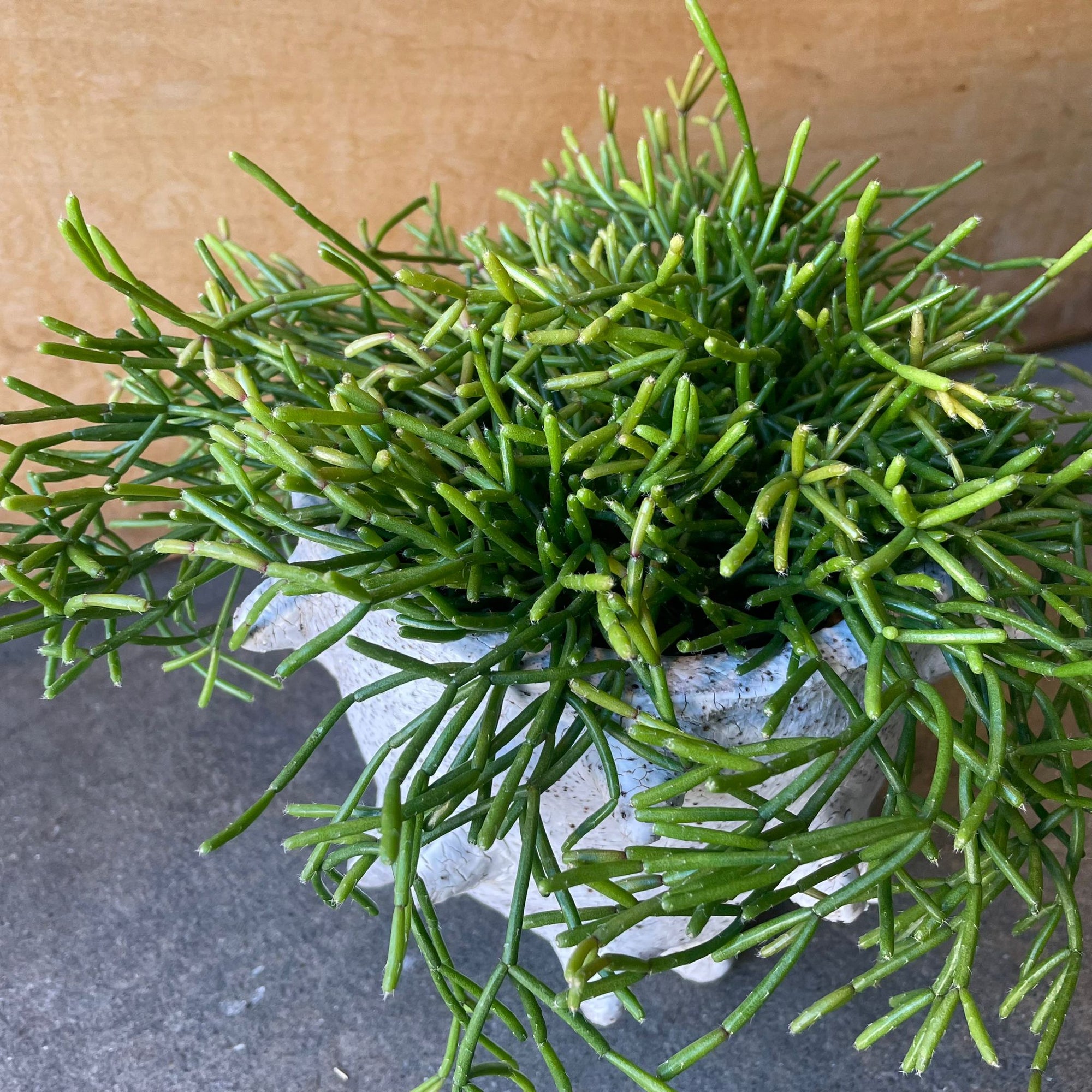 Rhipsalis Cassuth リプサリス・カスッサ