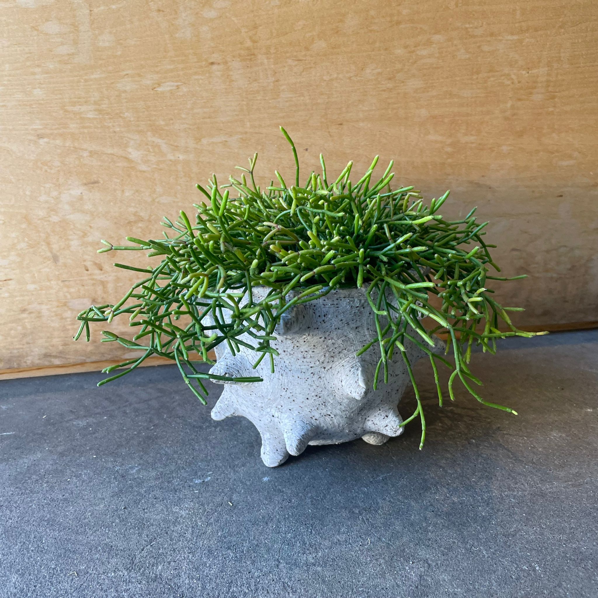 リプサリス カスッサ I インドアプランツ I プラントソサエティ