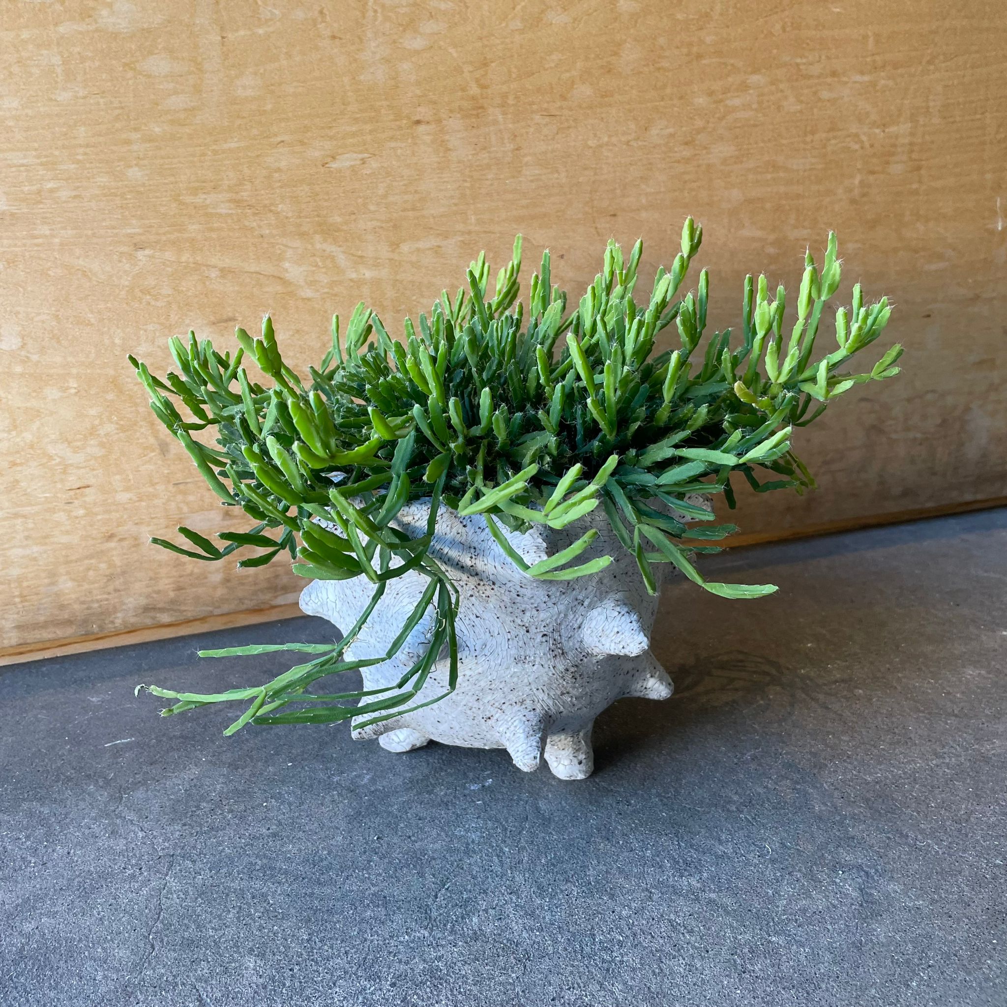 リプサリス エワルディアナ I インドアプランツ I プラントソサエティ