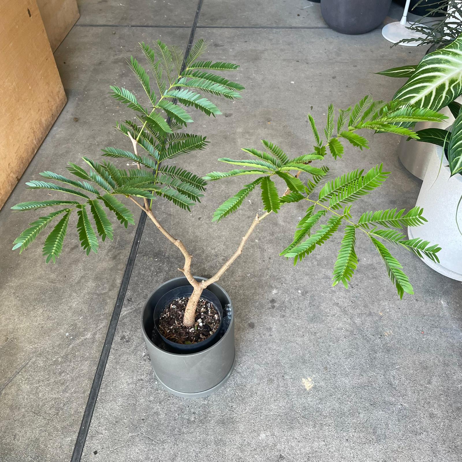 Ever Fresh Tree エバーフレッシュ I インドアプランツ I プラント