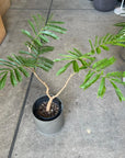 Ever Fresh Tree エバーフレッシュ