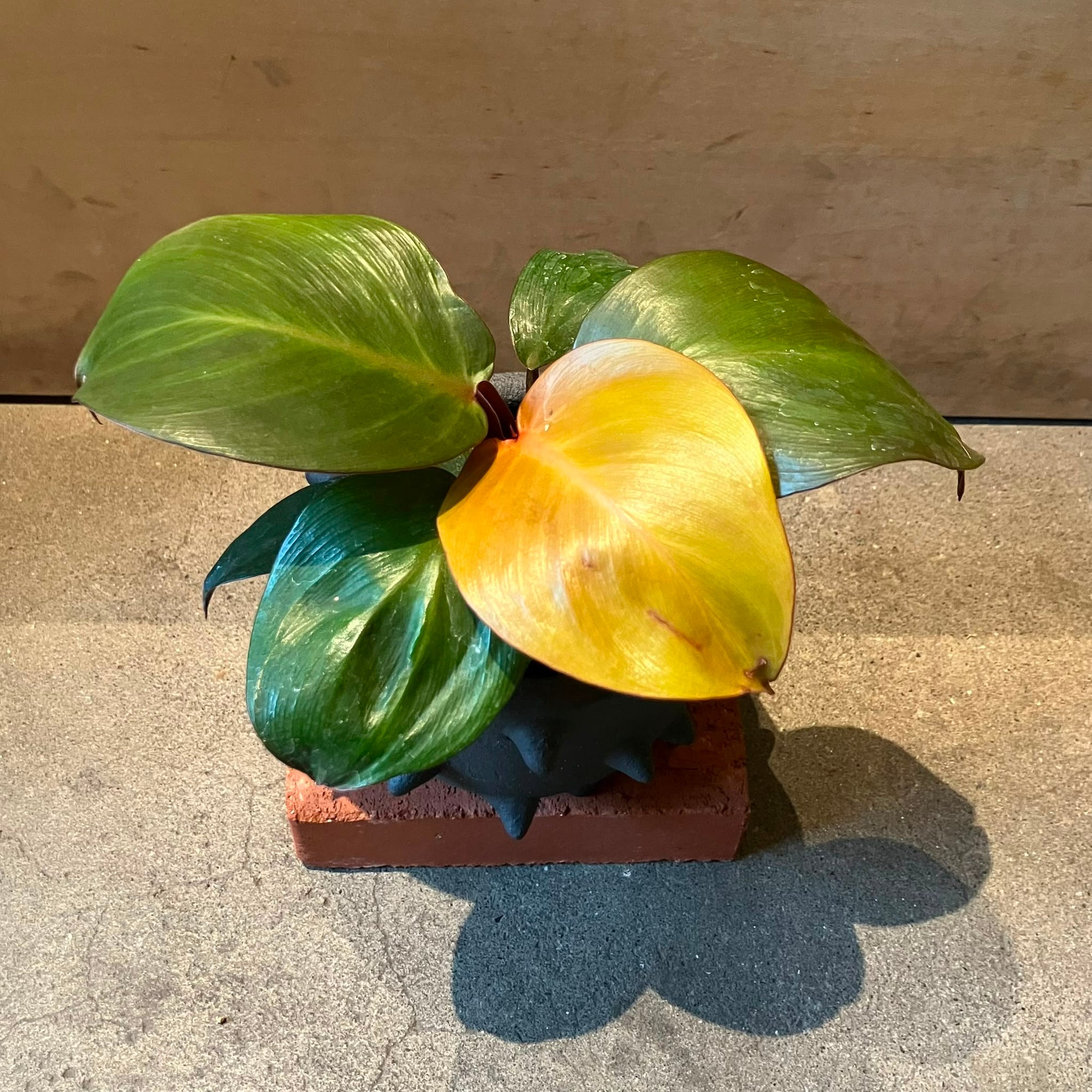 Philodendron ‘Cherry Red’ フィロデンドロン チェリーレッド