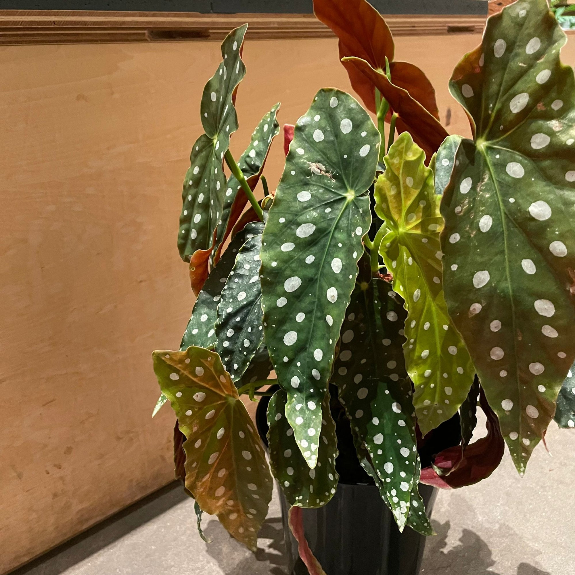 Begonia ベゴニア マクラータ