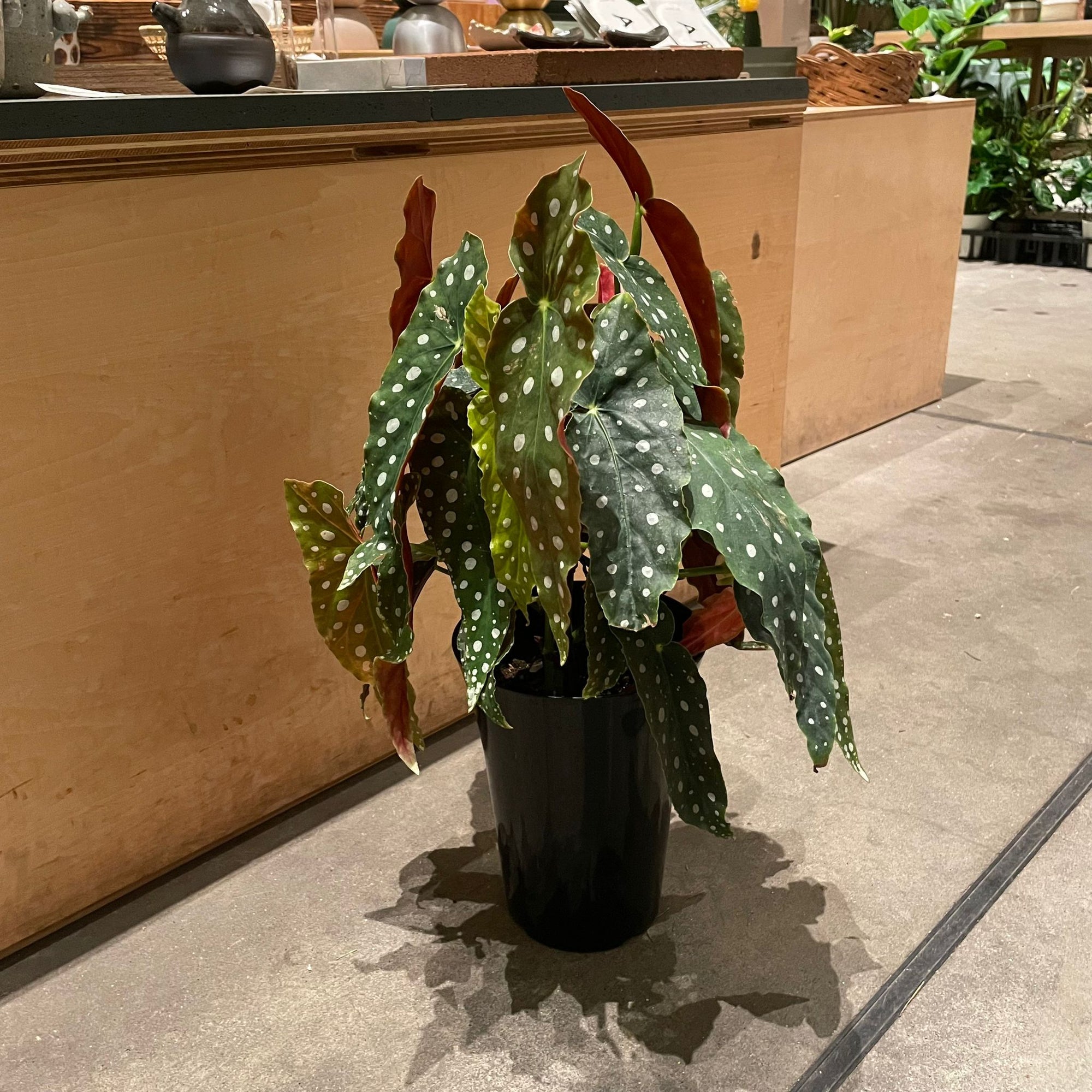 Begonia ベゴニア マクラータ