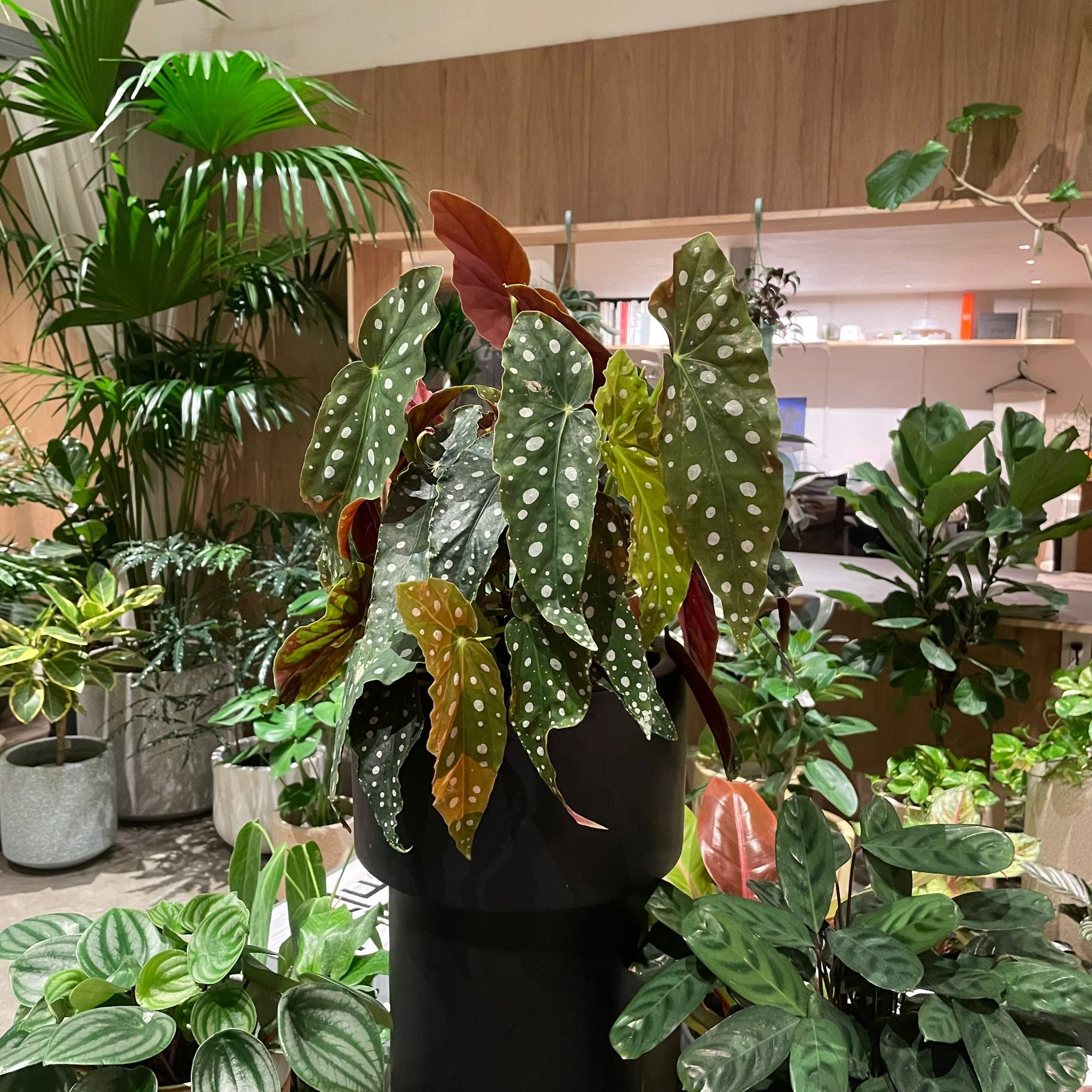 Begonia ベゴニア マクラータ