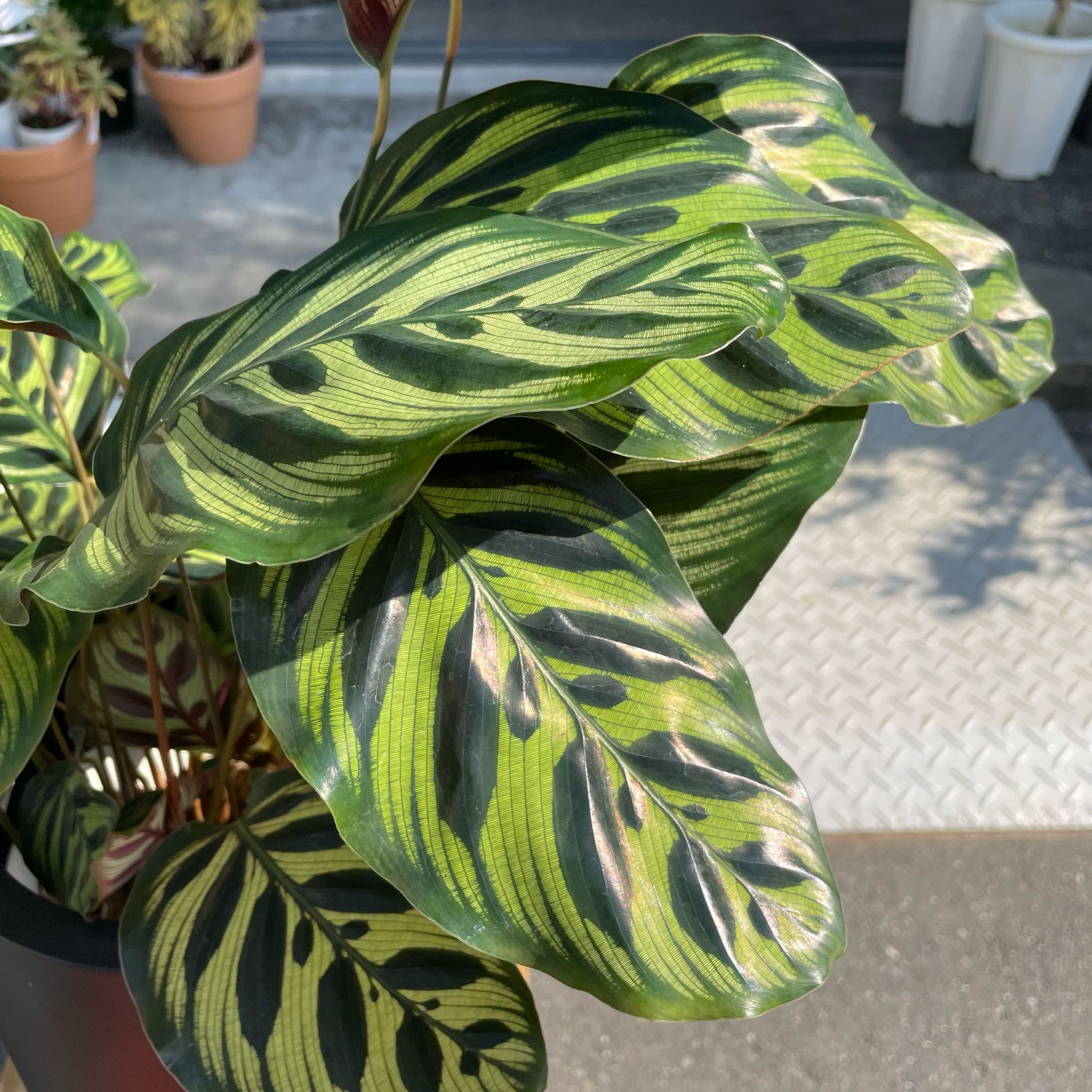 マコヤナ I インドアプランツ I プラントソサエティトーキョー – THE