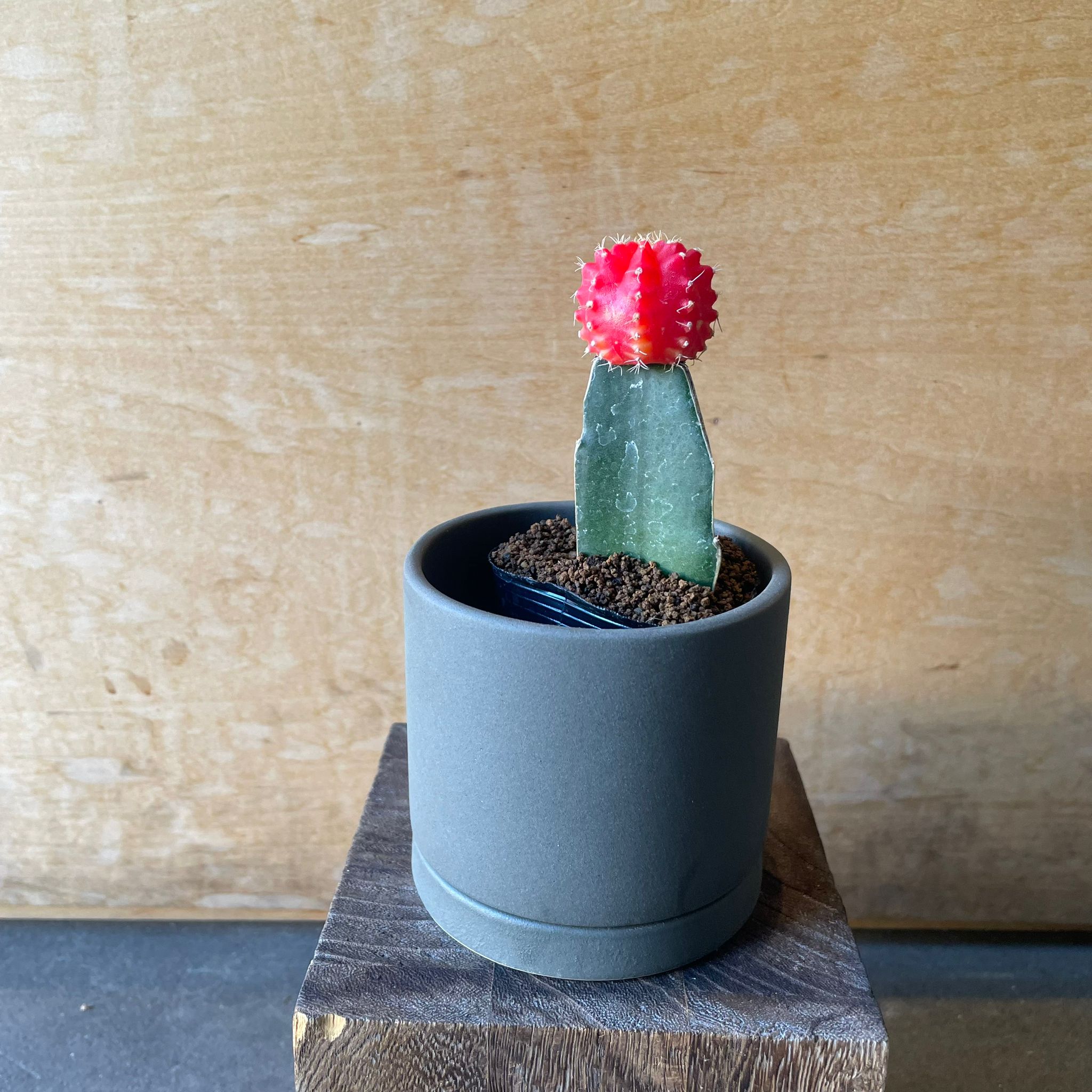 サボテン 緋牡丹 I インドアプランツ I プラントソサエティトーキョー