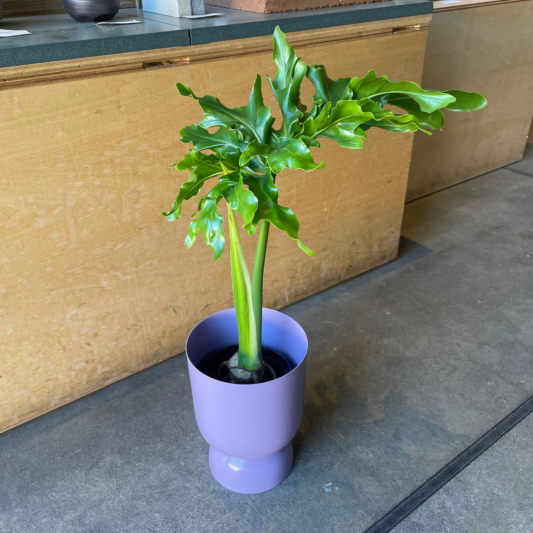 Philodendron 'Selloum' フィロデンドロン セローム – THE PLANT