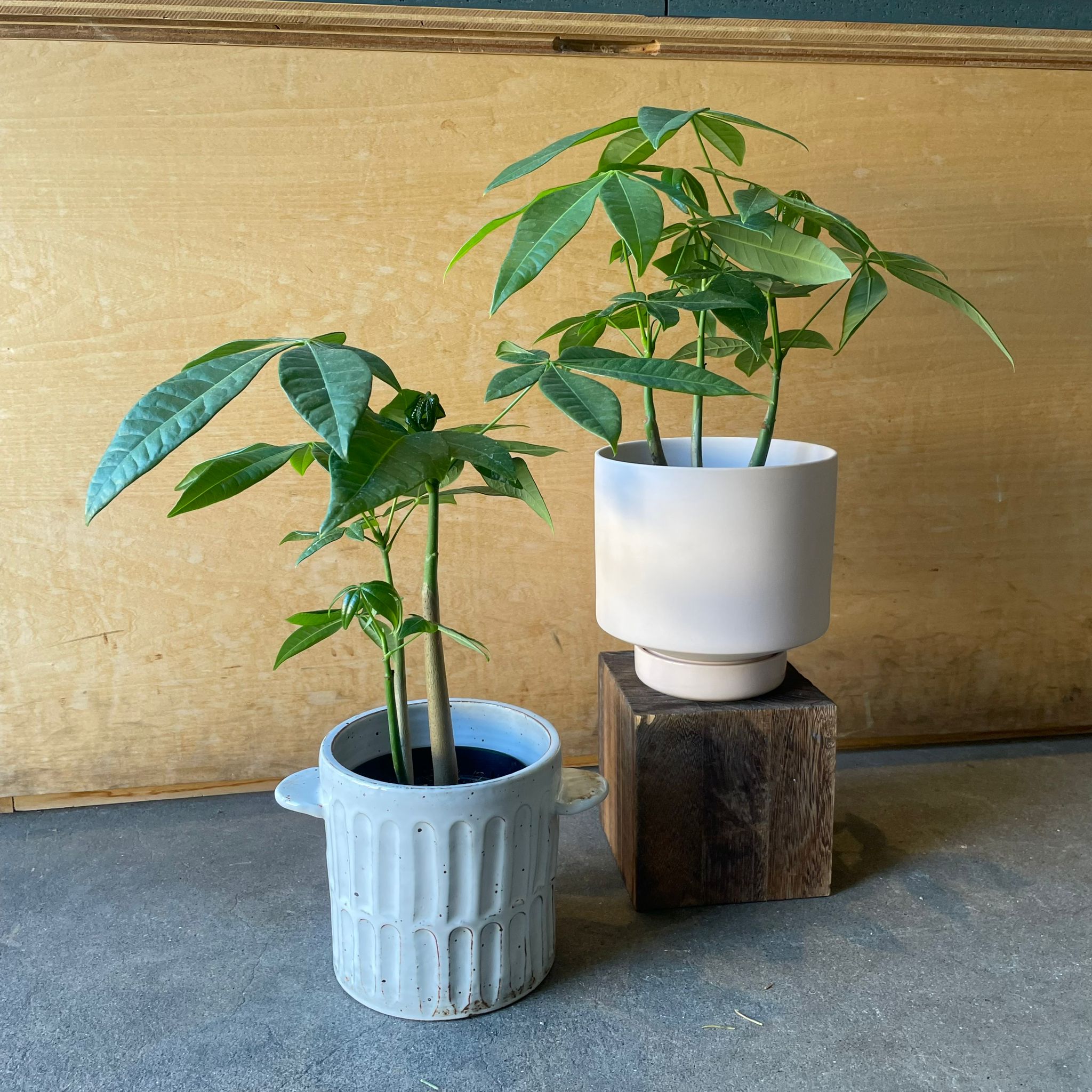 落葉樹 3T パキラ I インドアプランツ I プラントソサエティトーキョー – THE