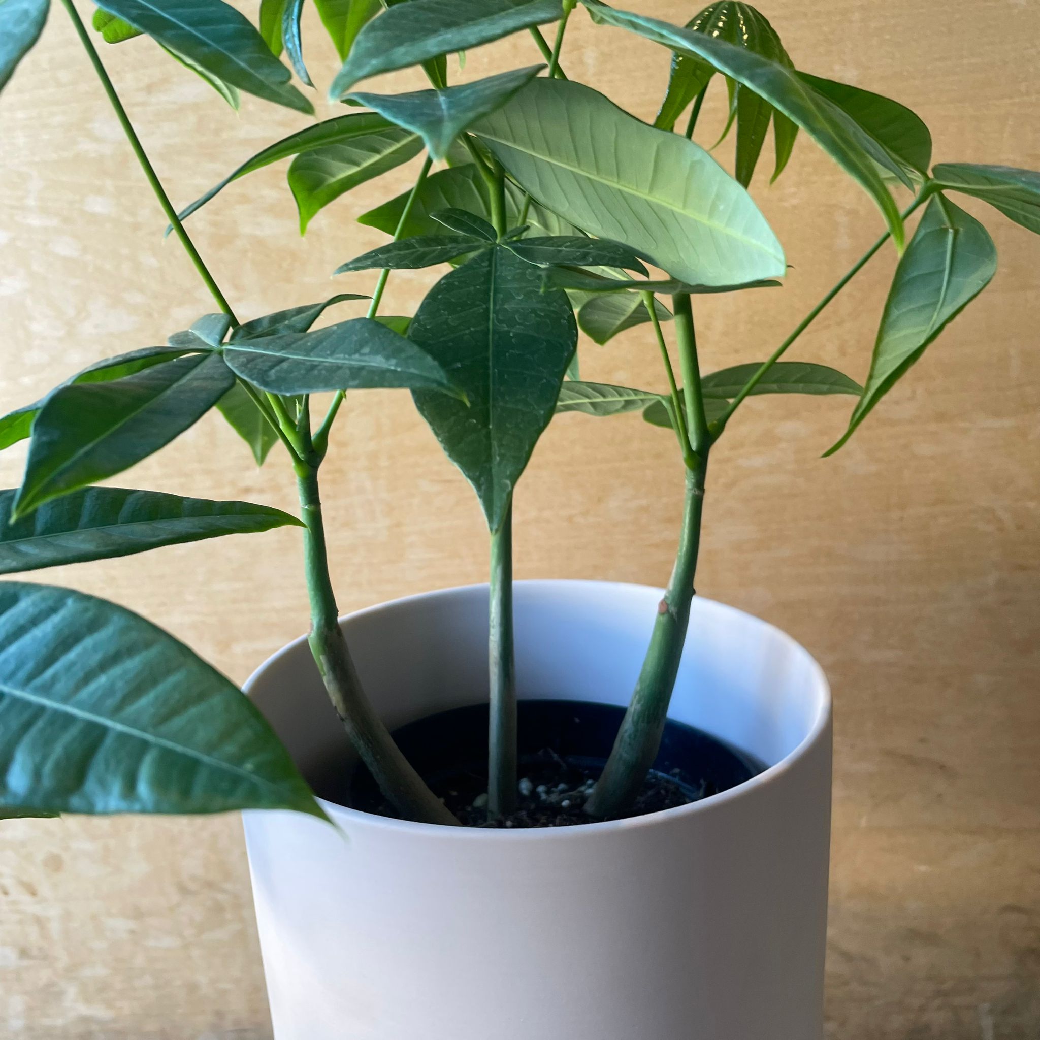 パキラ I インドアプランツ I プラントソサエティトーキョー – THE