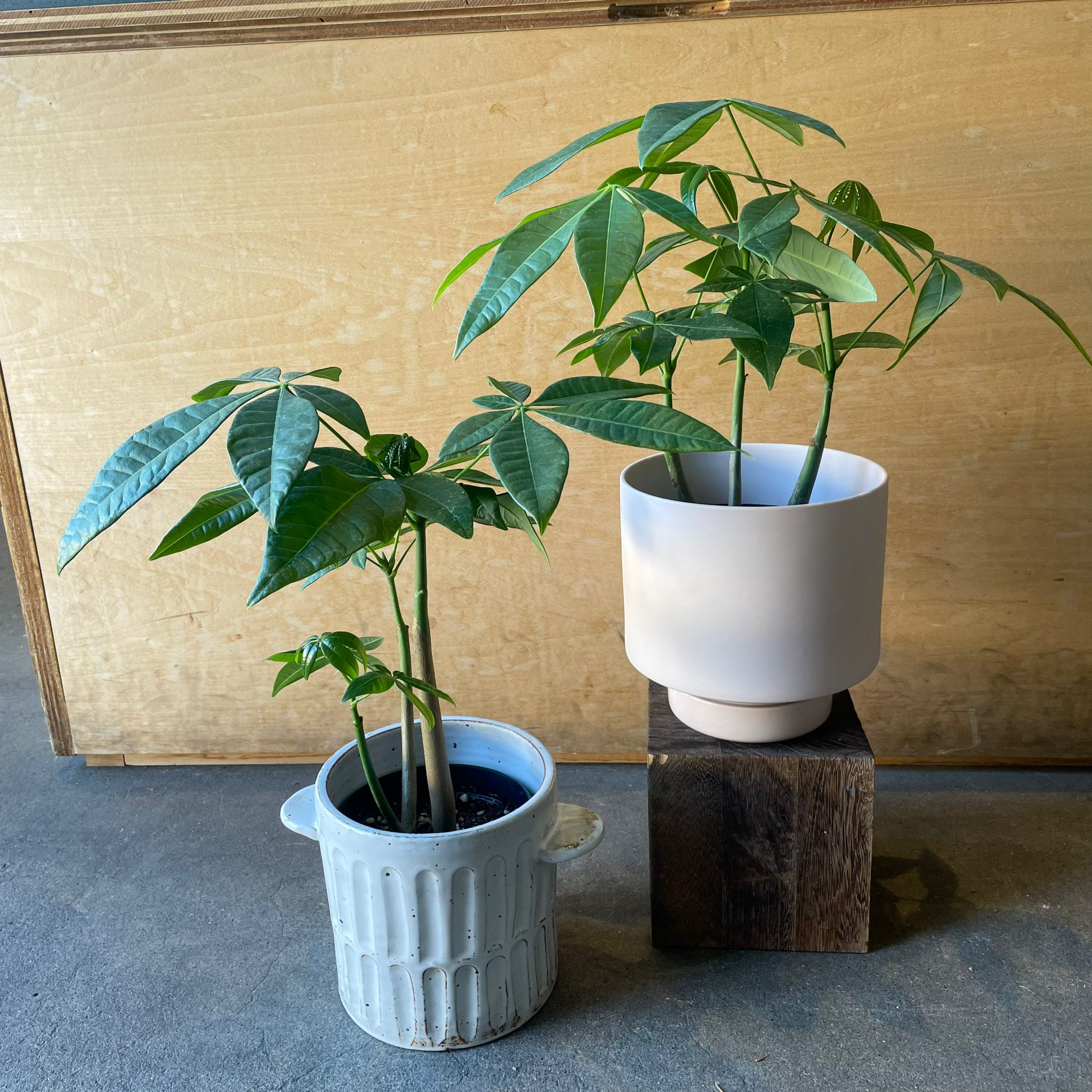 パキラ I インドアプランツ I プラントソサエティトーキョー – THE