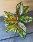 Aglaonema ‘Ten Carat’ アグラオネマ テンカラット