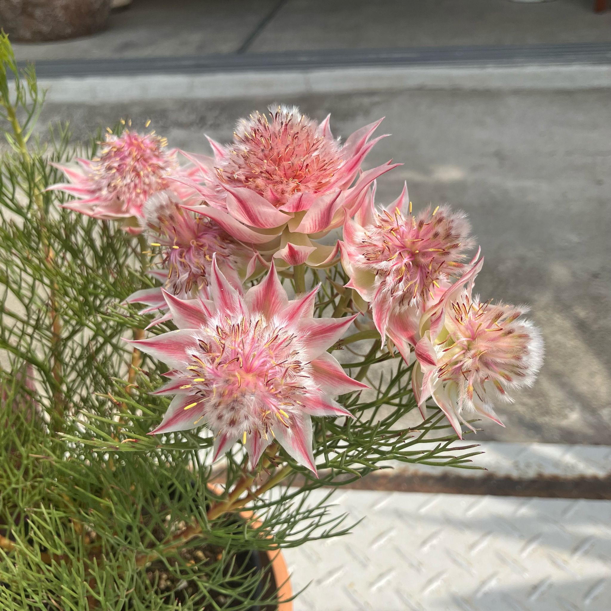 Serruria セルリア プリティピンク《ネイティブプランツ》 I プラント