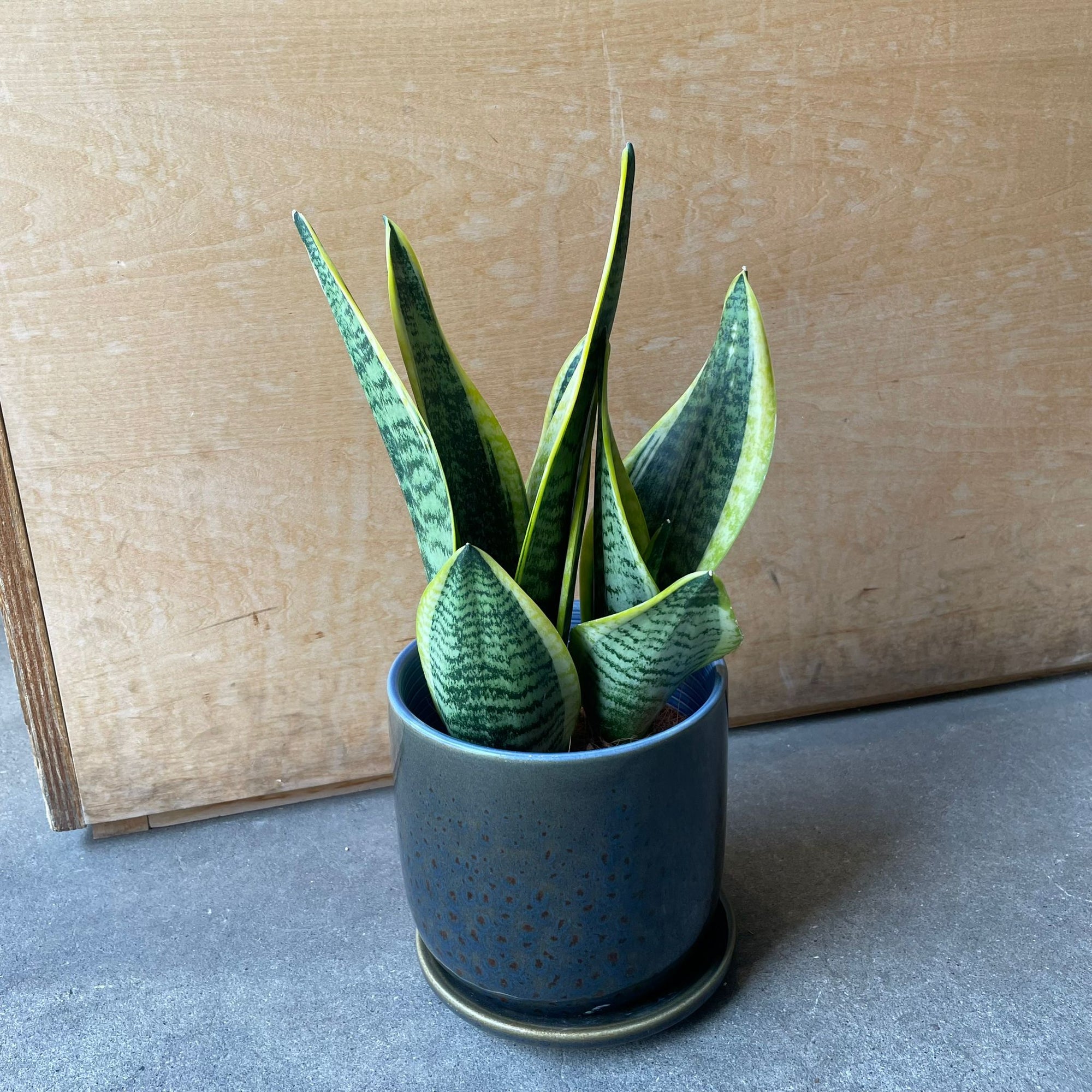 Snake Plant (Sansevieria) サンスベリア スパーバ