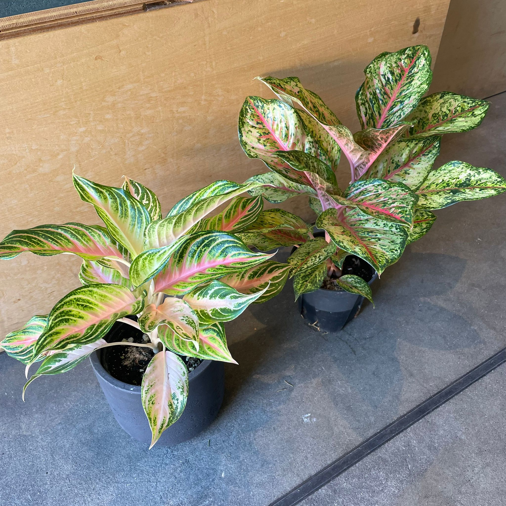 botanicalさま Plants プランツ I 植物インドアプランツ一覧 I プラントソサエティ