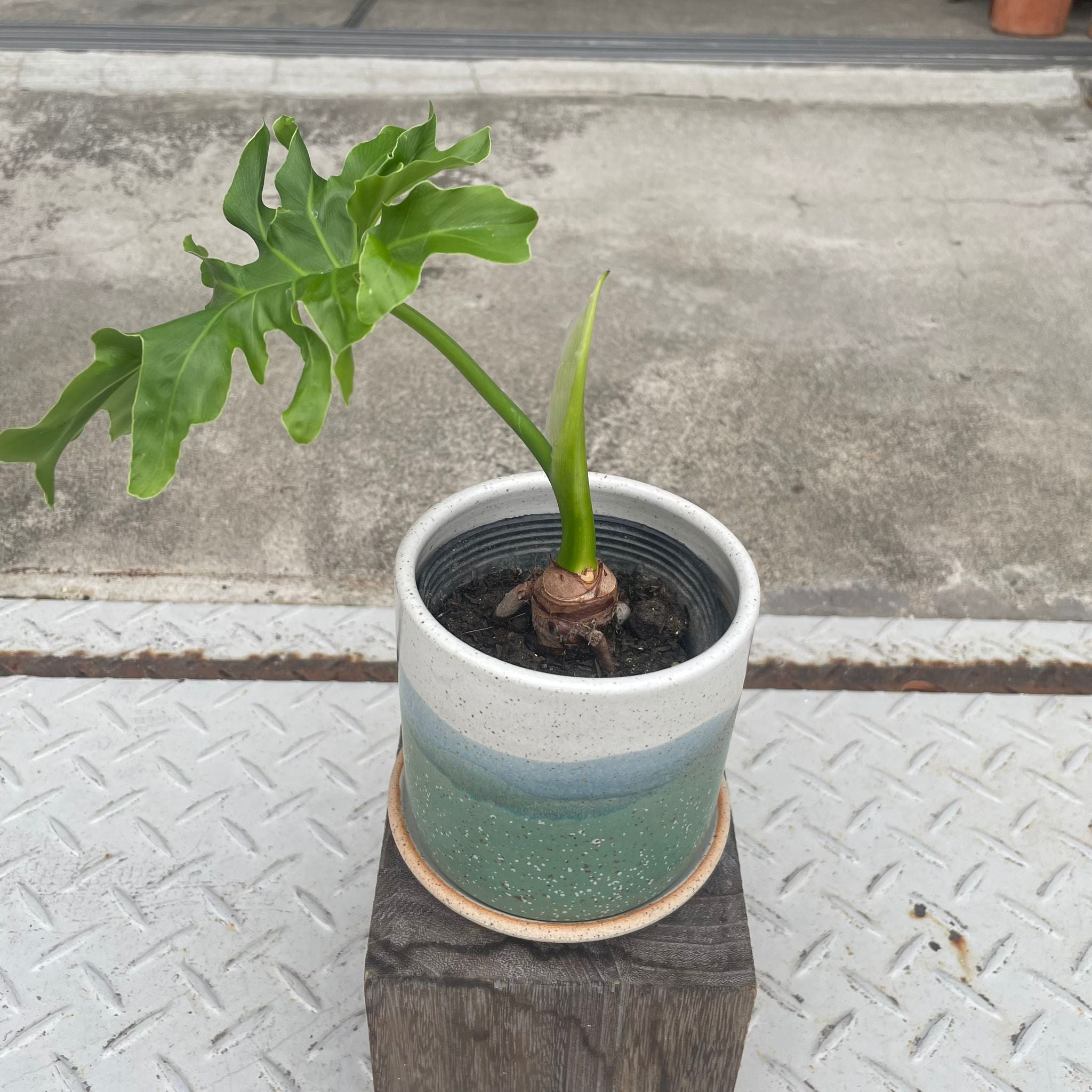 Philodendron selloum フィロデンドロン セローム – THE PLANT