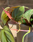 Philodendron 'Melanochrysum' フィロデンドロン ビロードカズラ Size 5