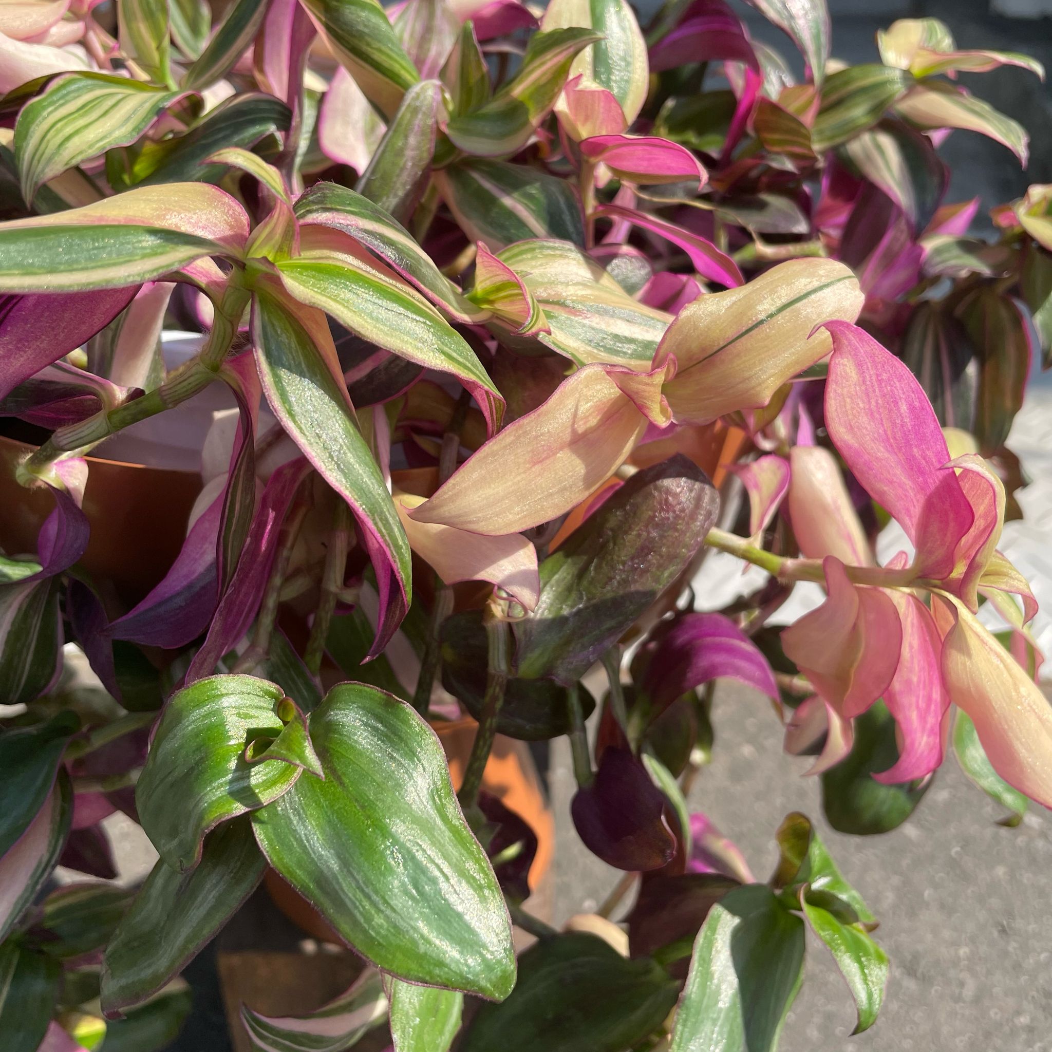 トラディスカンチア・ゼブリナ I インドアプランツ I プラント