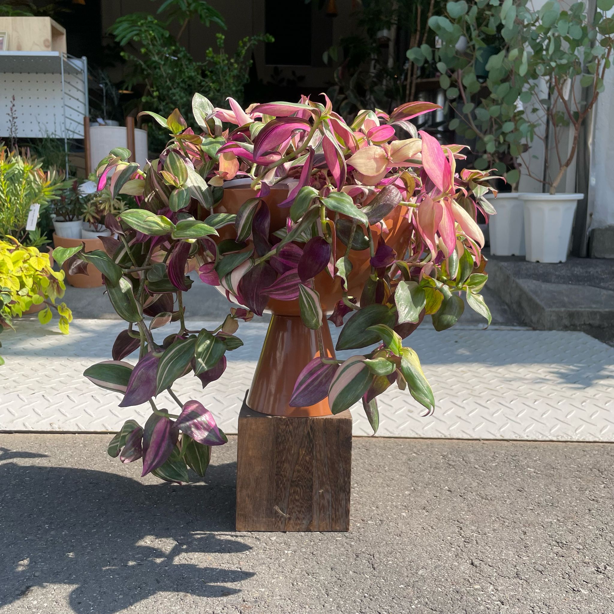 トラディスカンチア・ゼブリナ I インドアプランツ I プラント