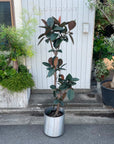Rubber Plant (Ficus elastica 'Burgundy')フィカス バーガンディ