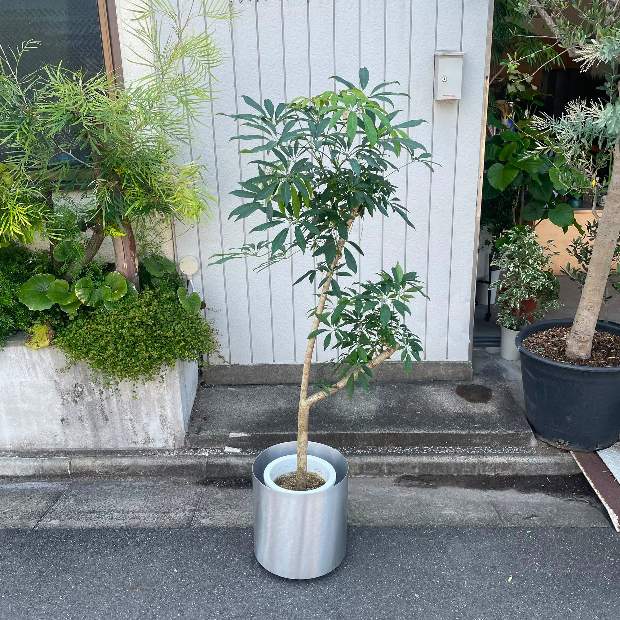Dwarf Umbrella Tree Assort シェフレラ