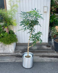 Dwarf Umbrella Tree Assort シェフレラ