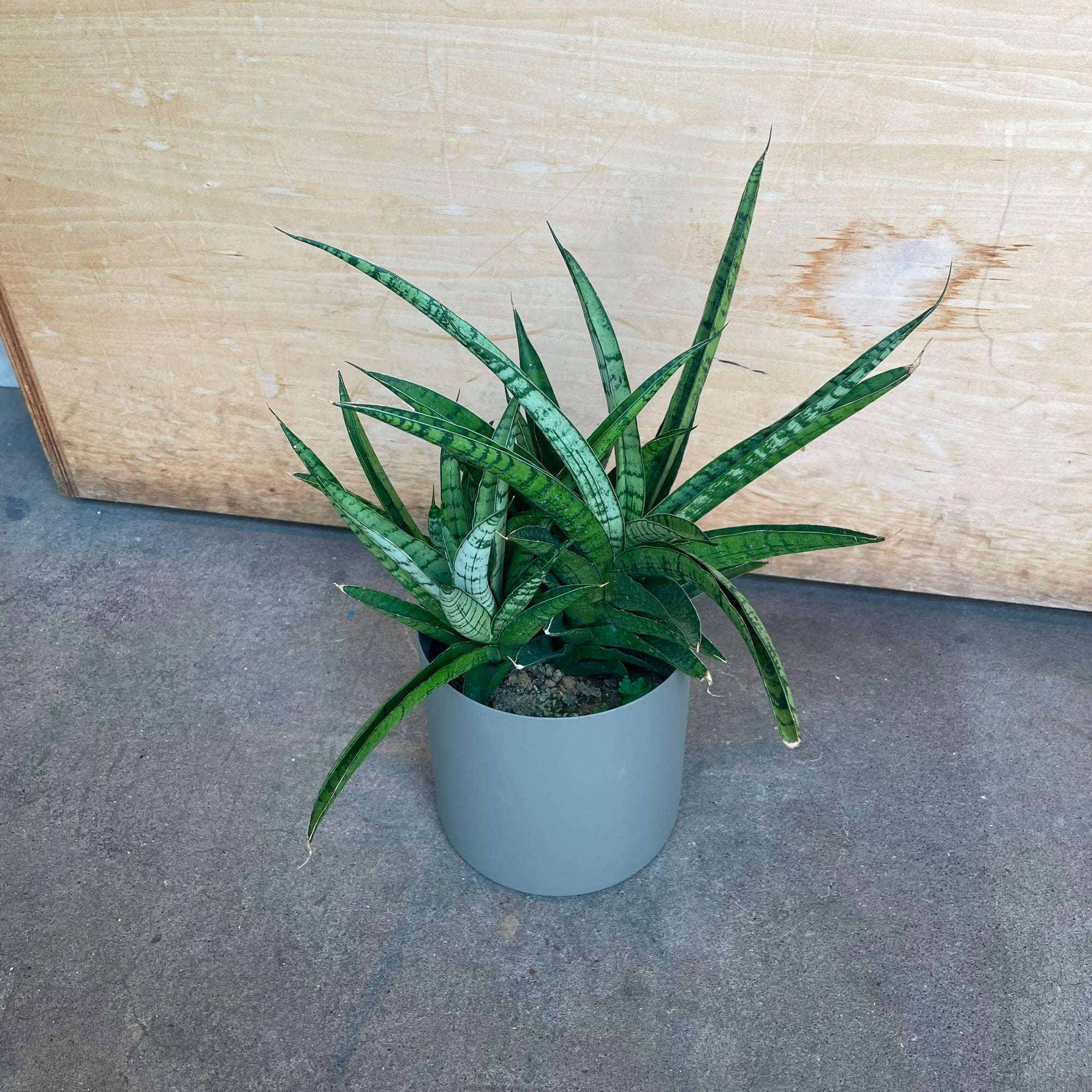 Sansevieria 'Hybrid' サンスベリア ハイブリッド