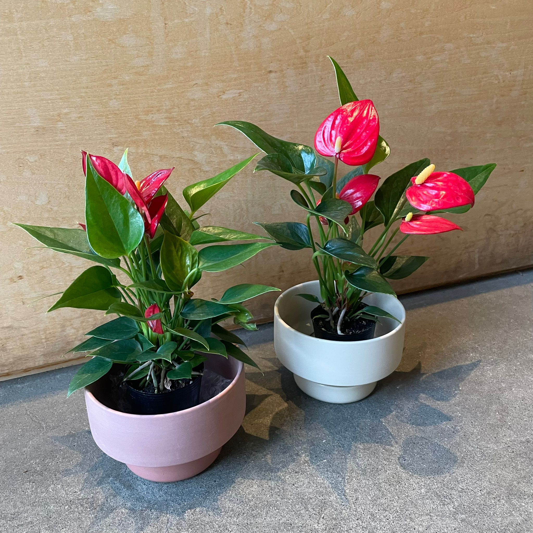 Anthurium アンスリウム I インドアプランツ I プラントソサエティ