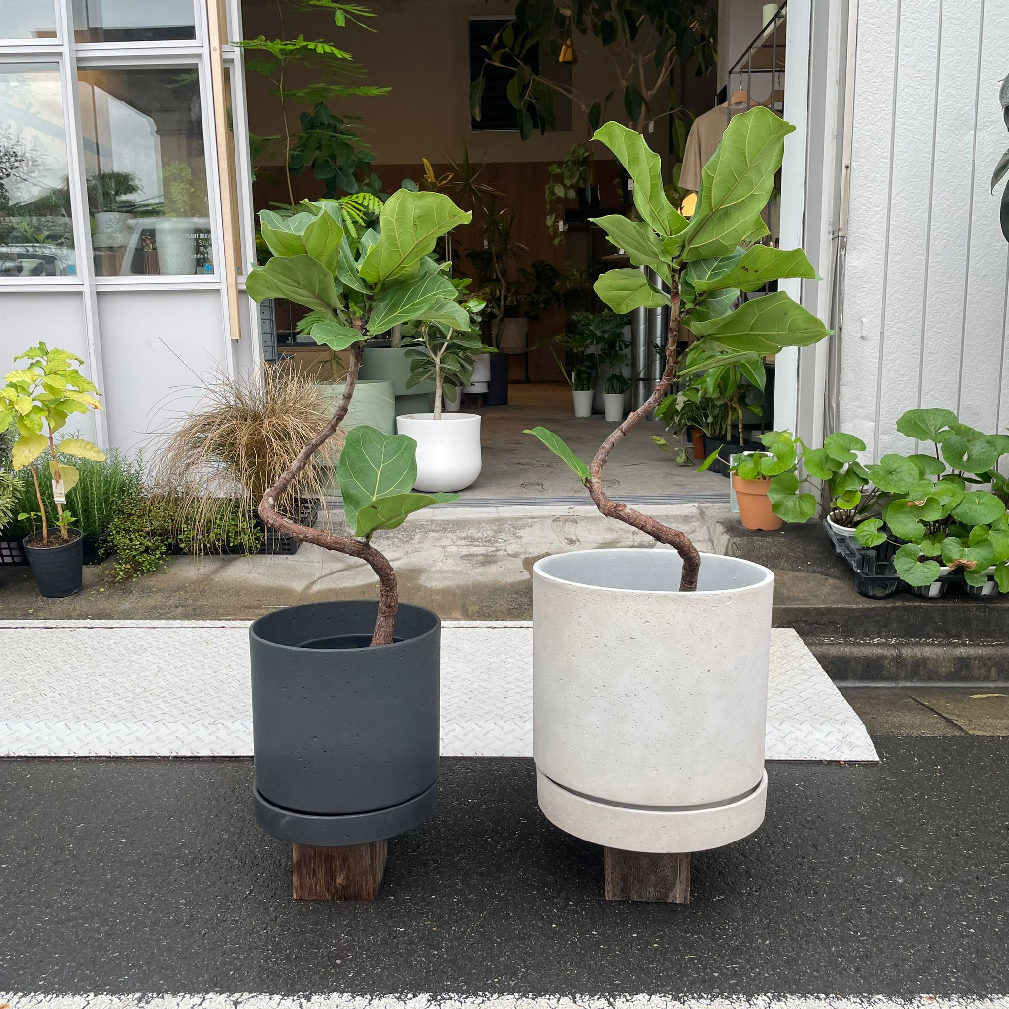 カシワバゴムノキ(フィカス・リラータ) I インドアプランツ I プラント