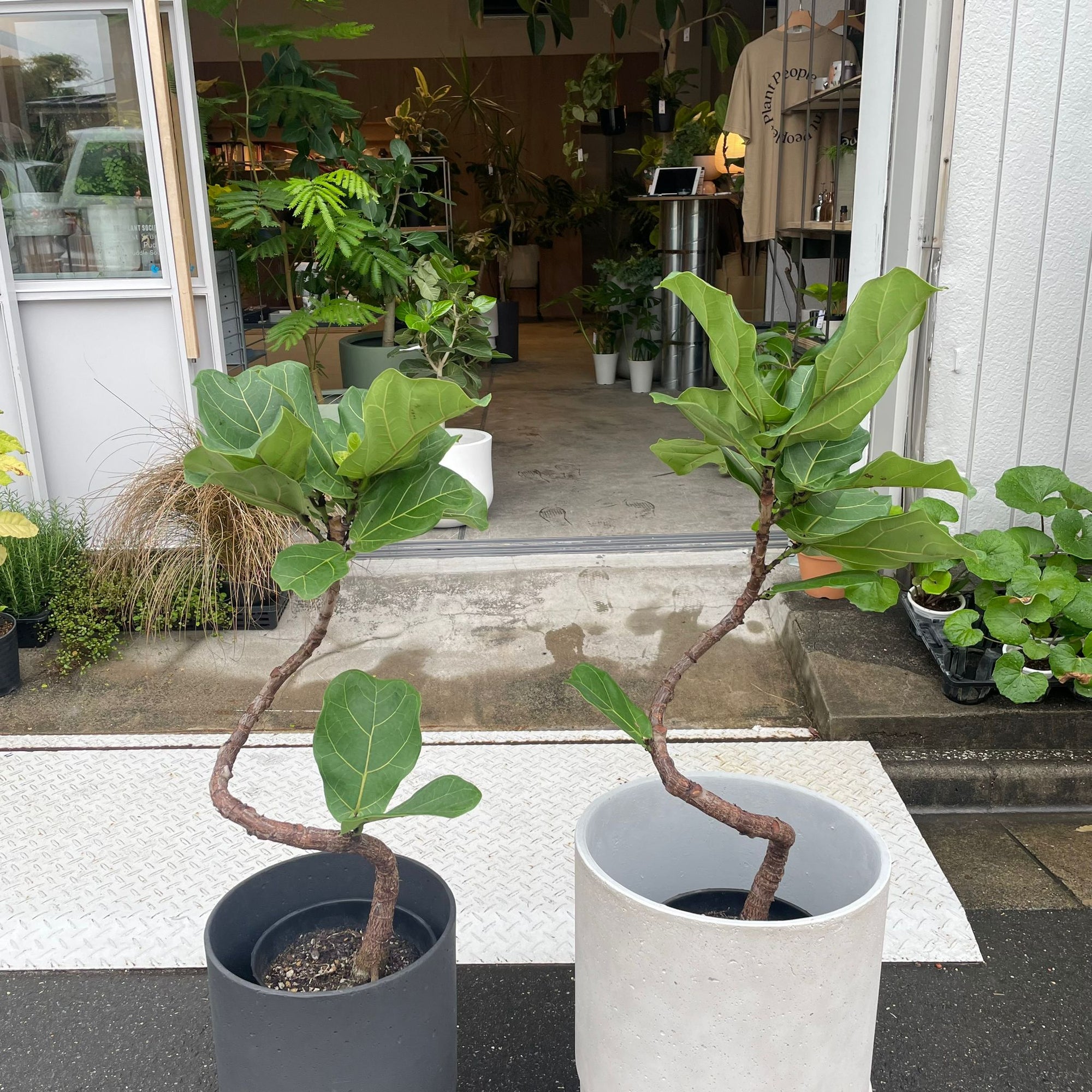 Fiddle Leaf Fig フィドル リーフ フィグ (カシワバゴムノキ)