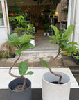 Fiddle Leaf Fig フィドル リーフ フィグ (カシワバゴムノキ)
