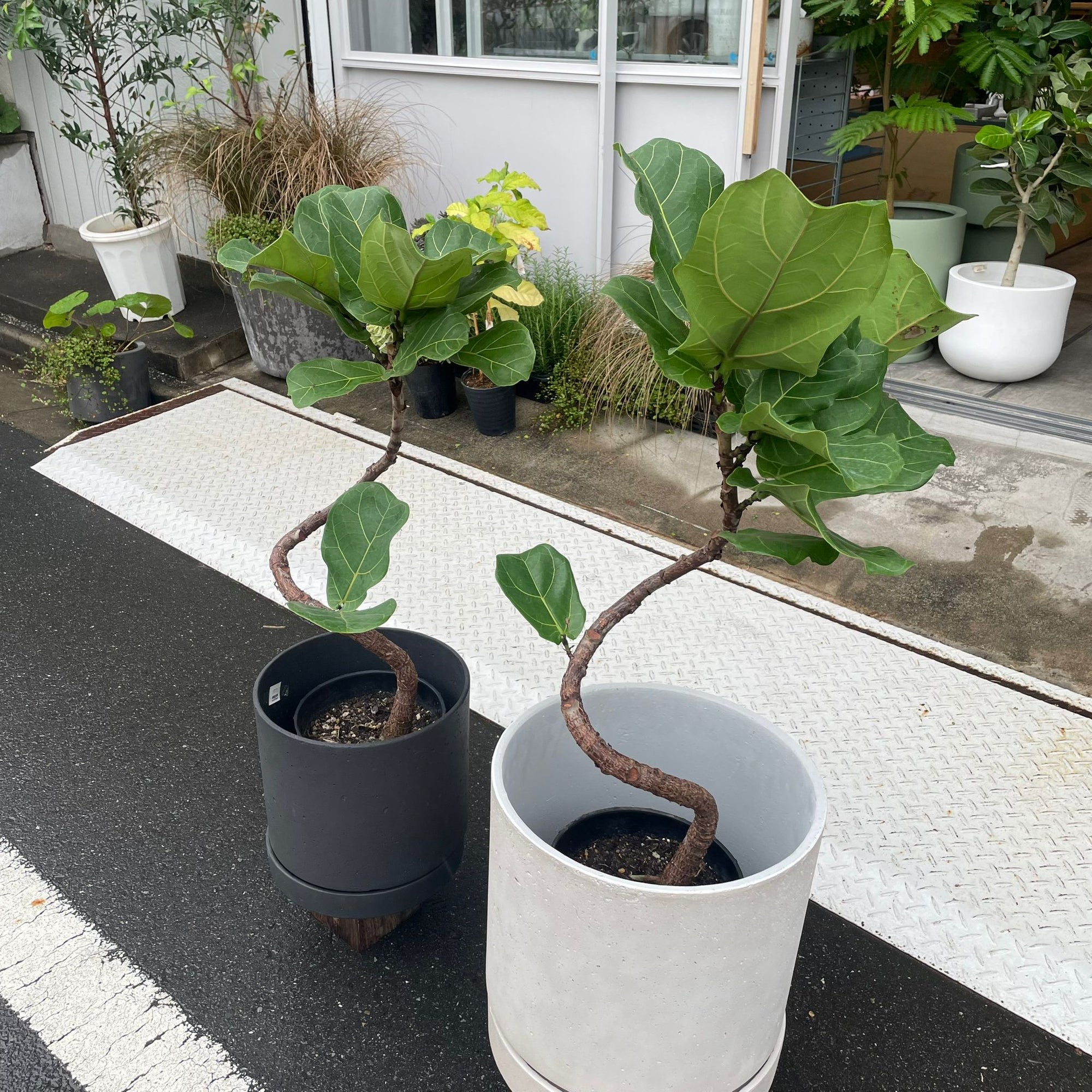Fiddle Leaf Fig フィドル リーフ フィグ (カシワバゴムノキ)