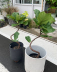 Fiddle Leaf Fig フィドル リーフ フィグ (カシワバゴムノキ)